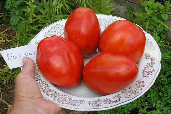 Tomaten-Ballerina