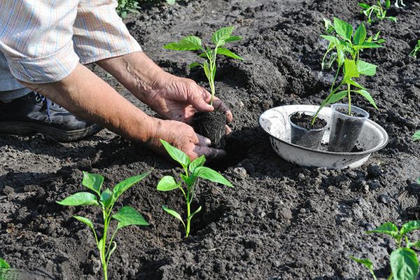 Planting tomatoes