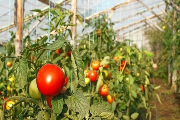 Tomaten in einem Gewächshaus