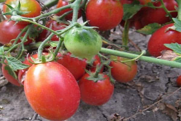 frutas de calidad