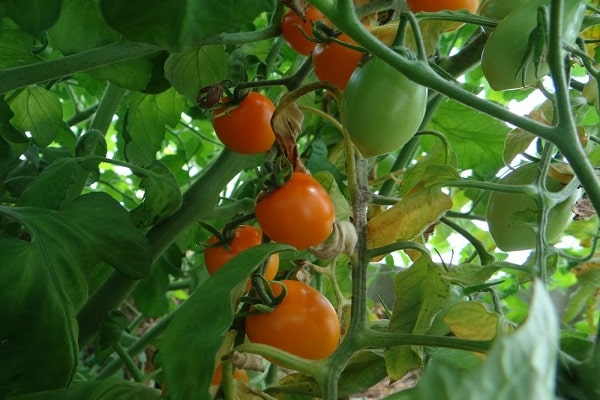 Mariposa De Tomate