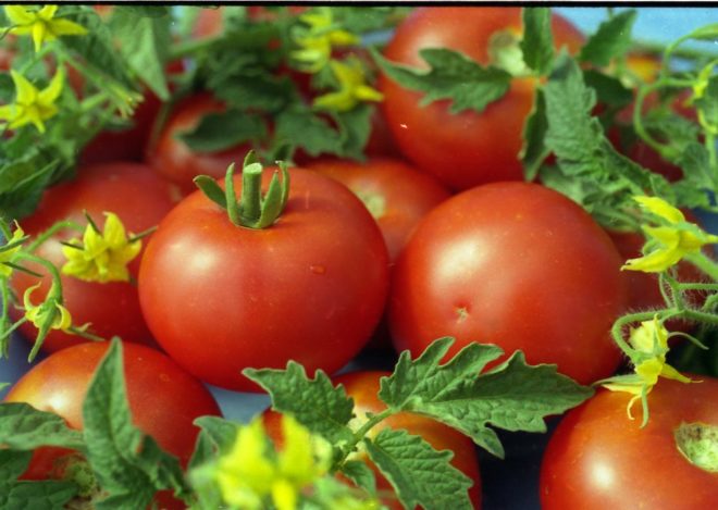 white filling tomato