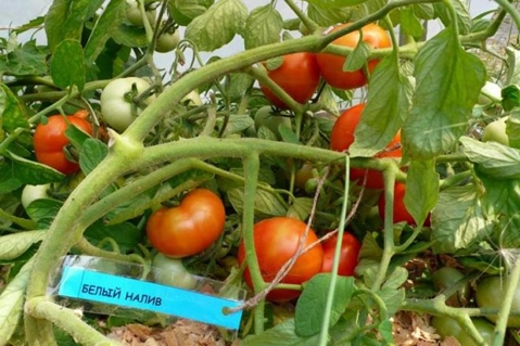 arbustos de tomate Recheio branco