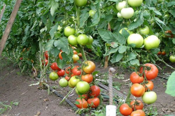 Cultiu de tomàquets