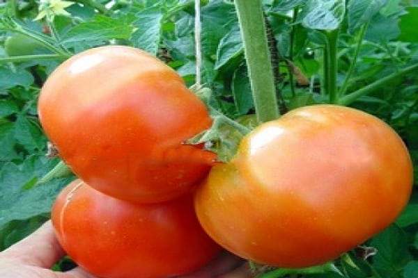 Berdsky tomato 