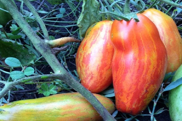 Tomaten in einem Pinsel