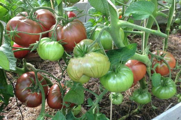 Tomaten in einem Gewächshaus