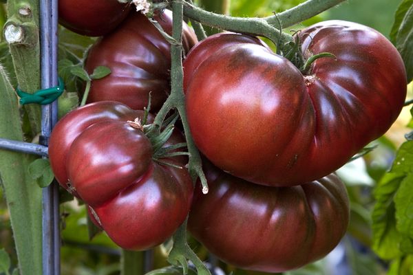 Schwarze Tomaten