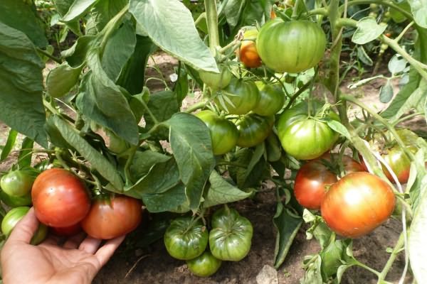 tomates en el jardin