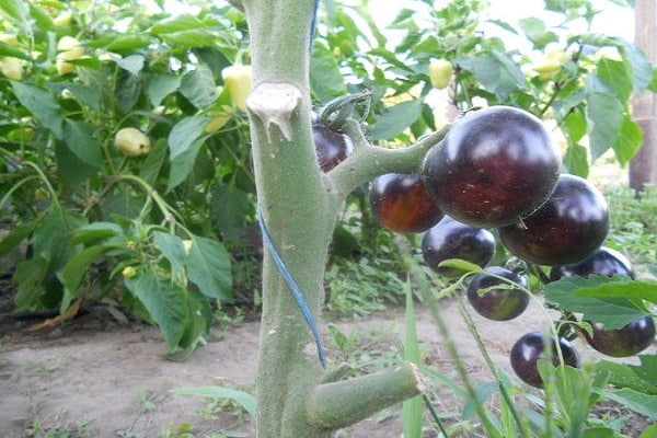 el tomate está destinado