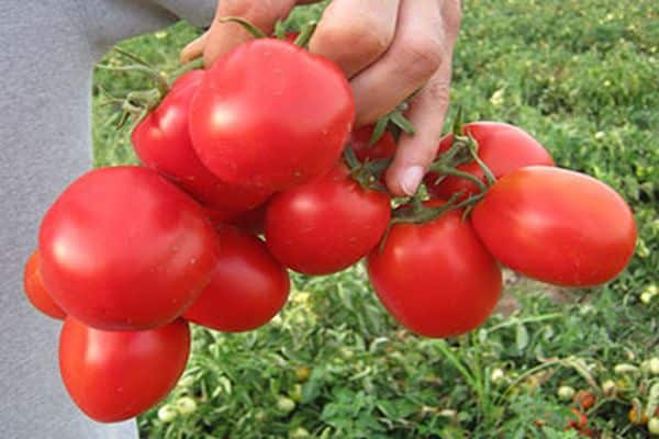 variedade de barril de tomate