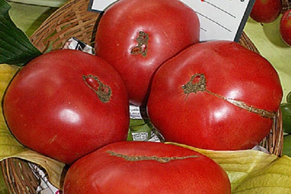 Tomaten-Boarynya