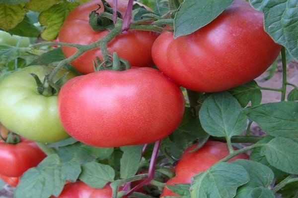 pinahabang fruiting