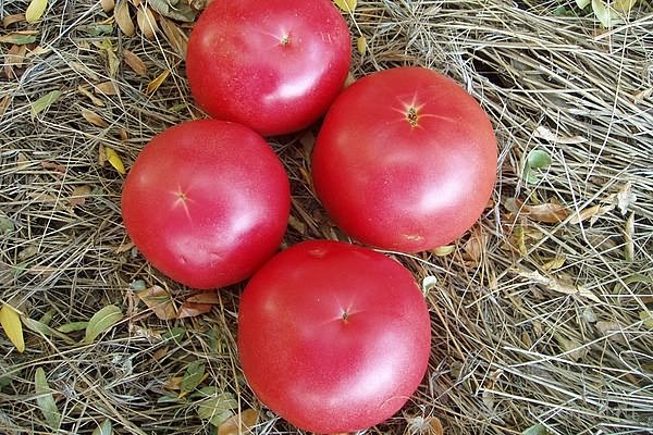 im Garten gewachsen