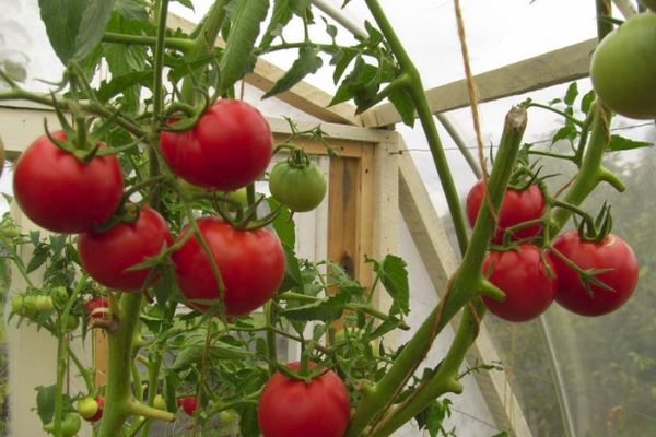 Tomaten in einem Gewächshaus