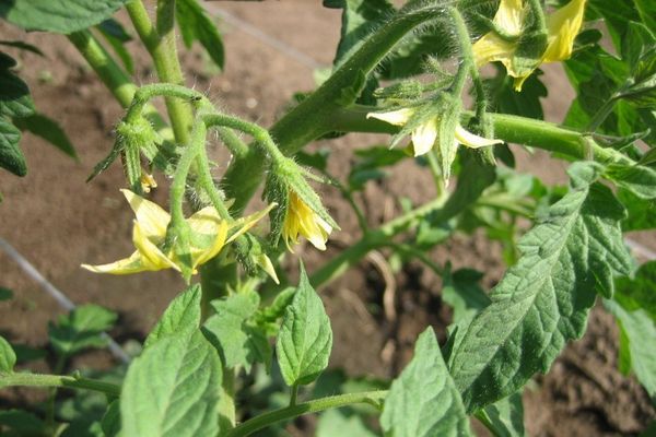 Tomatenblüte