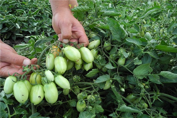 Briscolino variety