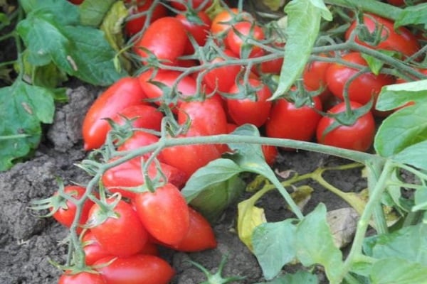 sbírají se rajčata