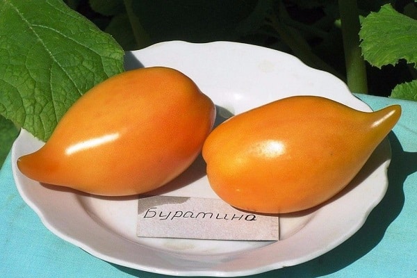 rajčata Buratino