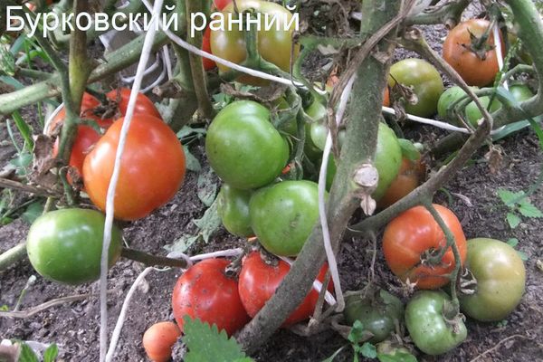 Growing tomatoes