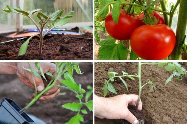 Growing Tomato