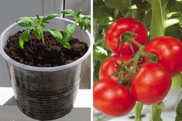 Growing tomatoes