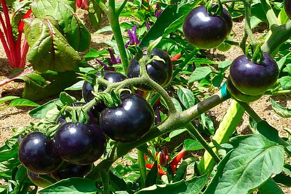 cuidado de tomate