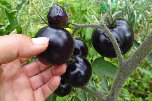 variedad de tomate