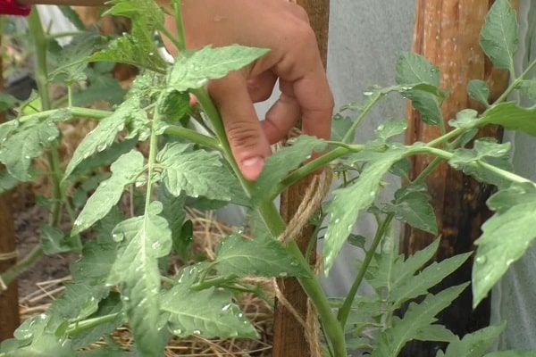 arbustos de plantas