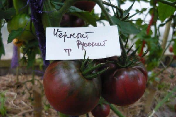 Schwarze Tomaten