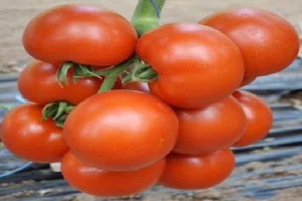 Cherokee rajče