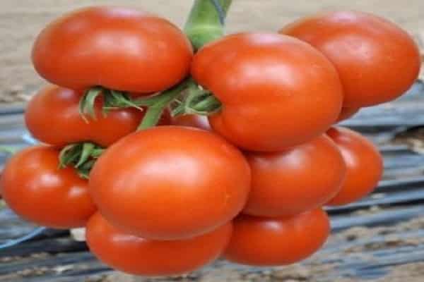 Tomate Cherokee