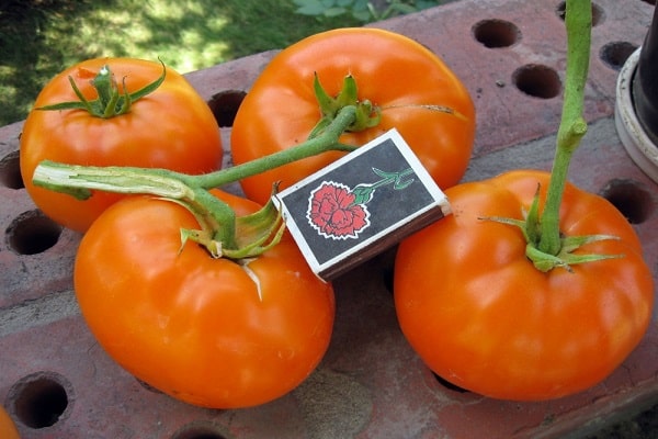 exotic tomatoes