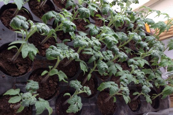 Tomato seedlings