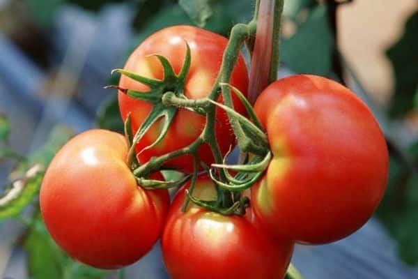 Tomato fruits