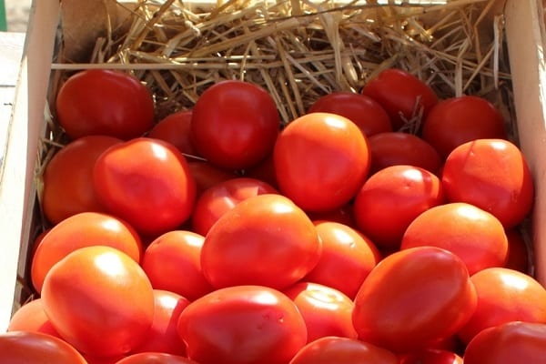 vegetable crop