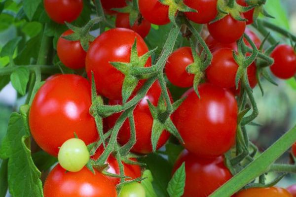 Ripe tomatoes