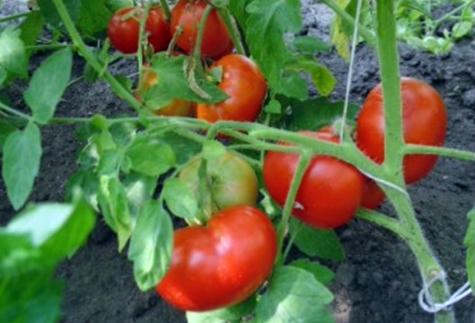 tomato Sibiryak f1 in the garden