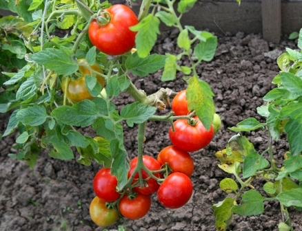 rajče pro otevřenou půdu