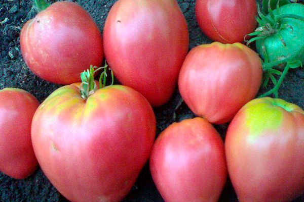 Ripe tomatoes