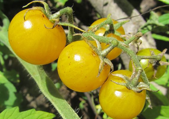 Yellow tomatoes