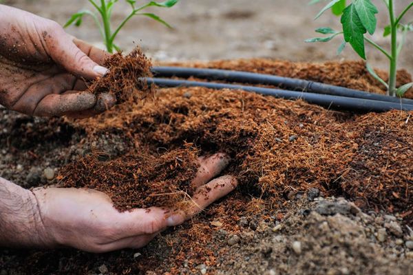 Growing tomatoes