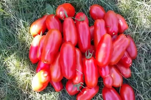 cuidado del tomate