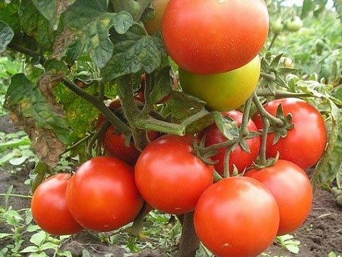 pomodori su un ramo