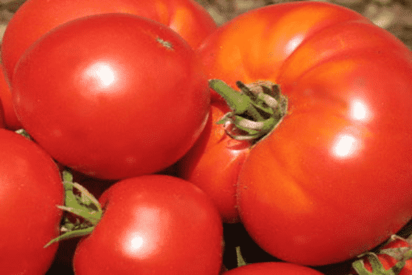 großfrüchtige Tomaten