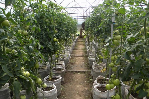 Tomatoes in a greenhouse