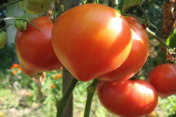 les fruits sont parfumés