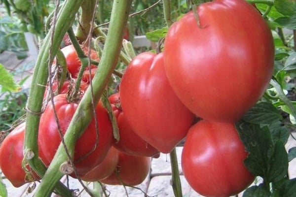 schädliche Insekten