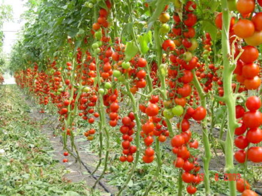 Tomaten-Geldbeutel