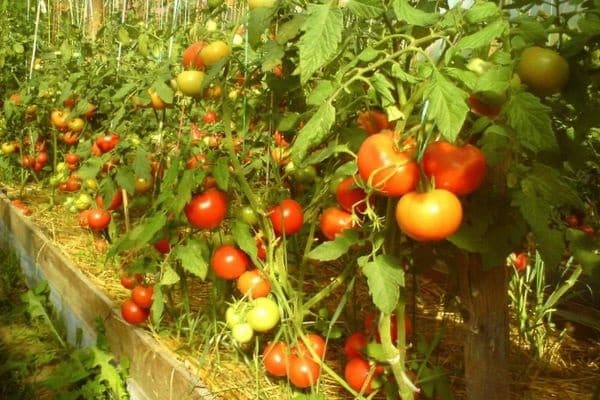 tomato Yenisei 